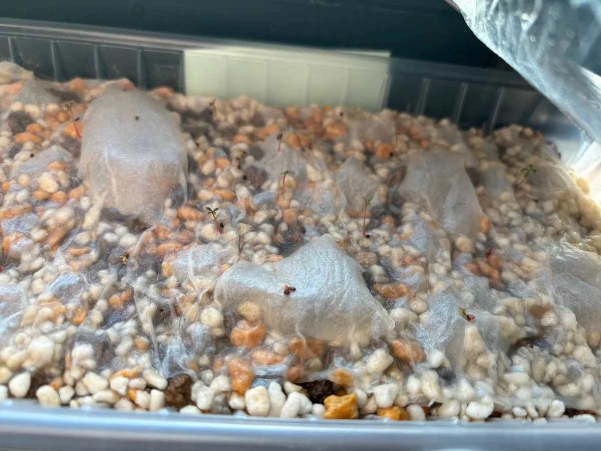 Eucalyptus websteriana Heart Leaf Eucalyptus (ユーカリ ウェブステリアナ)