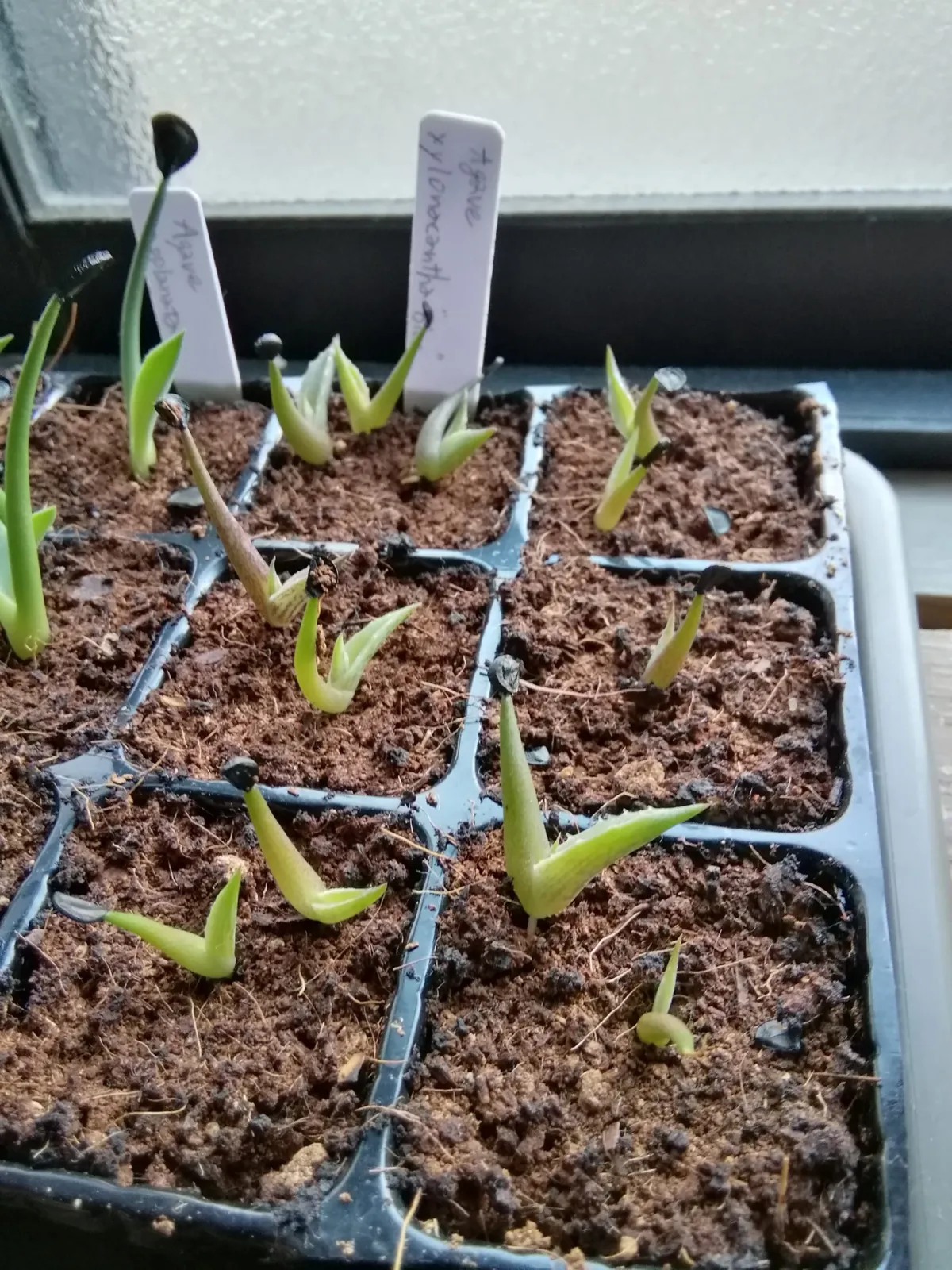 Agave xylonacantha (アガベ キシロナカンサブルー)