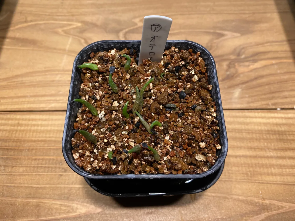 Agave oteroi (アガベ オテロイ)