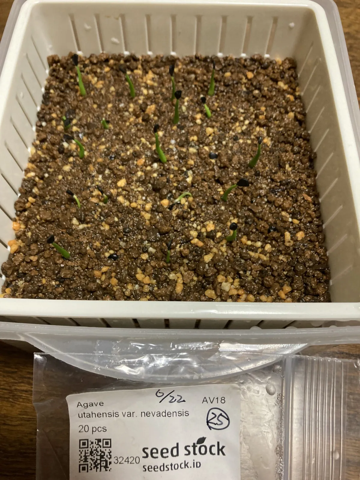 Agave utahensis var. nevadensis (アガベ ユタエンシス ネヴァデンシス)