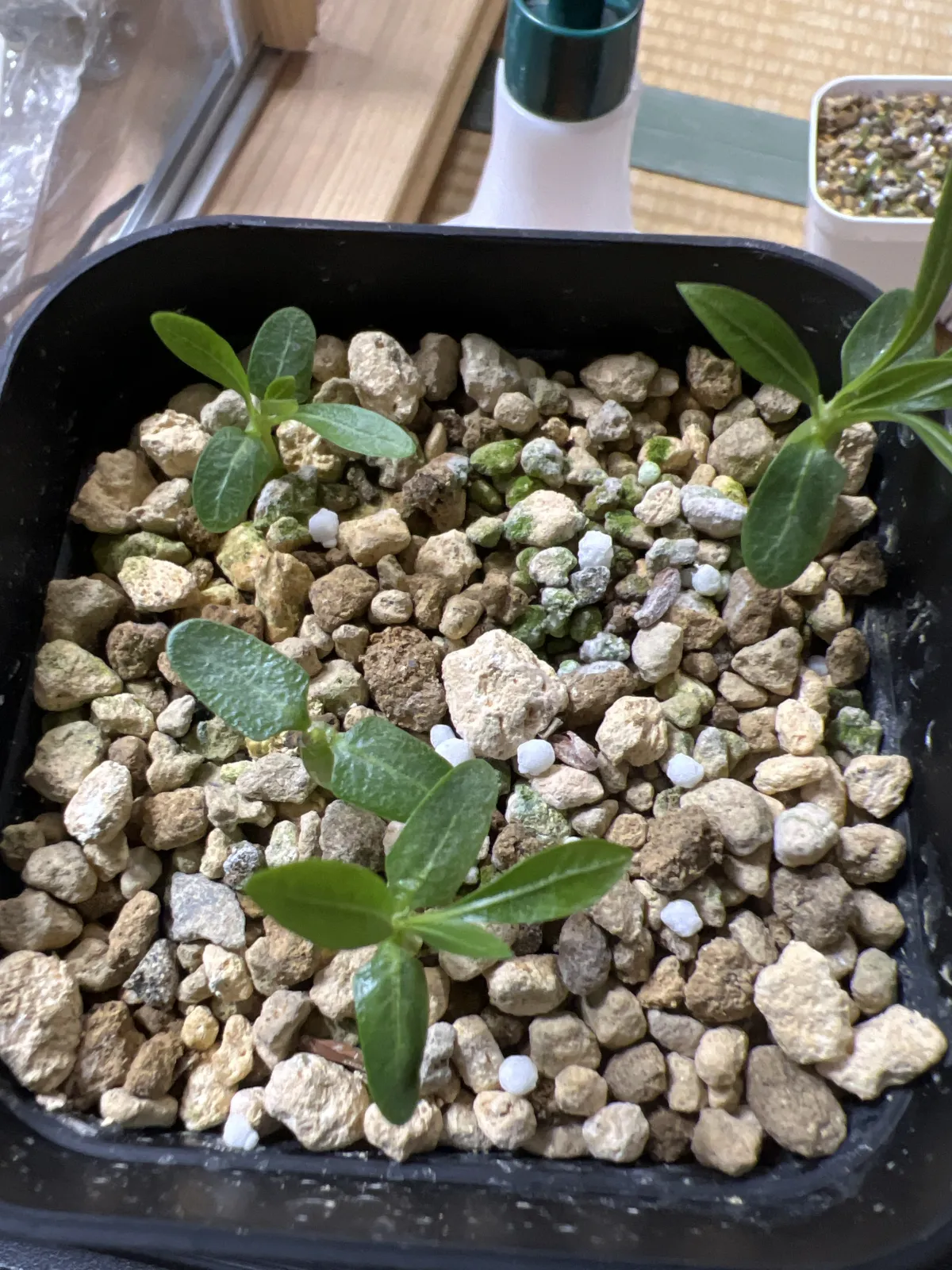 Pachypodium brevicaule (パキポディウム ブレビカウレ（長茎） ())