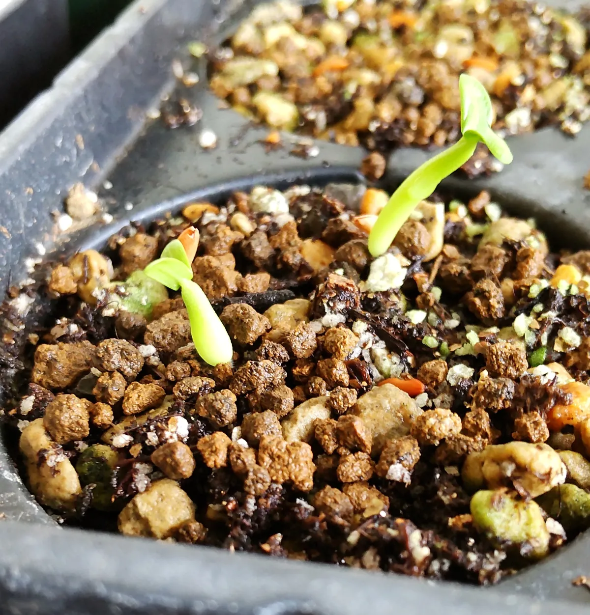 Pachypodium rosulatum var. gracilius (パキポディウム グラキリス)