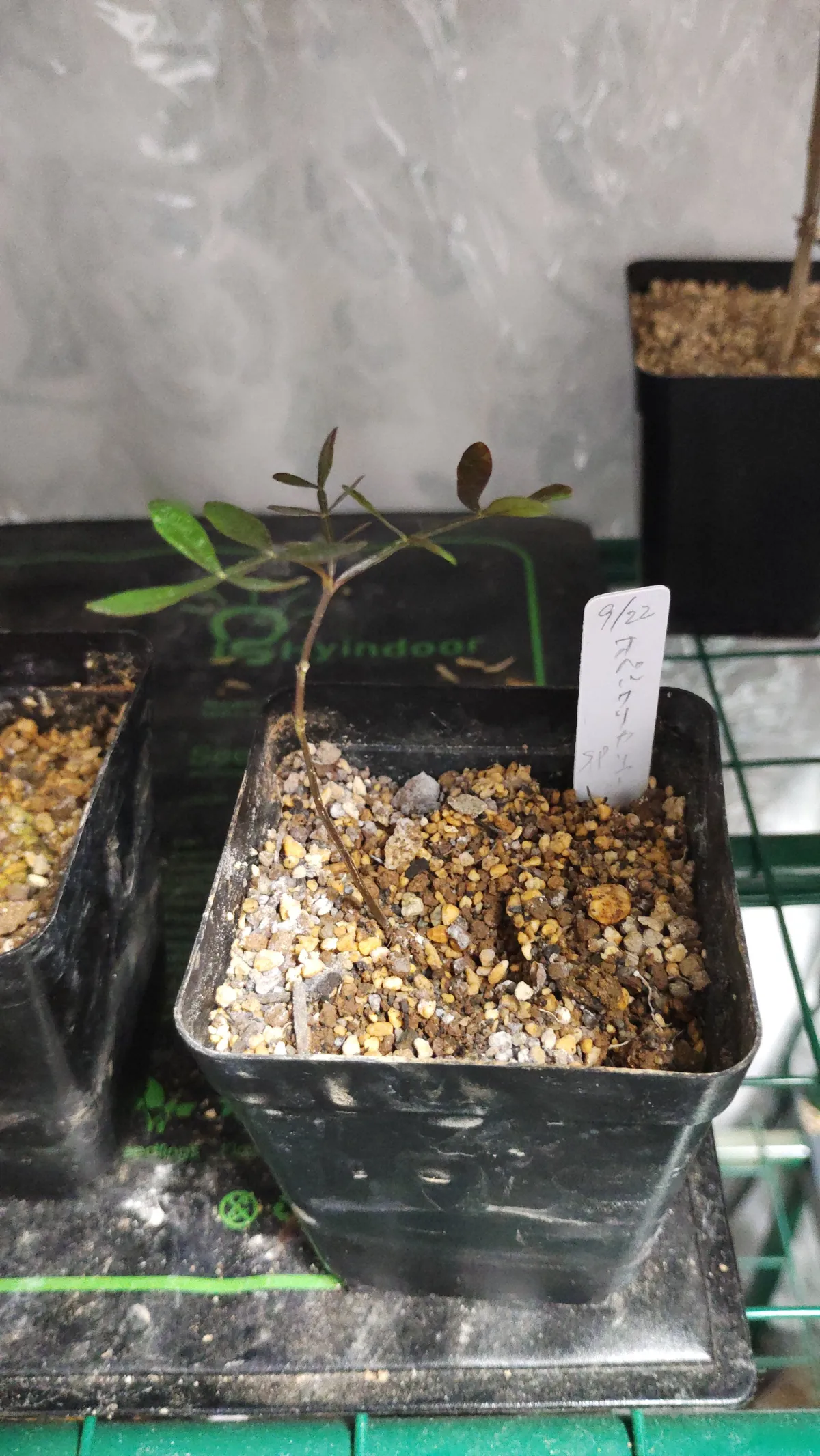 Operculicarya sp (オペルクリカリア)