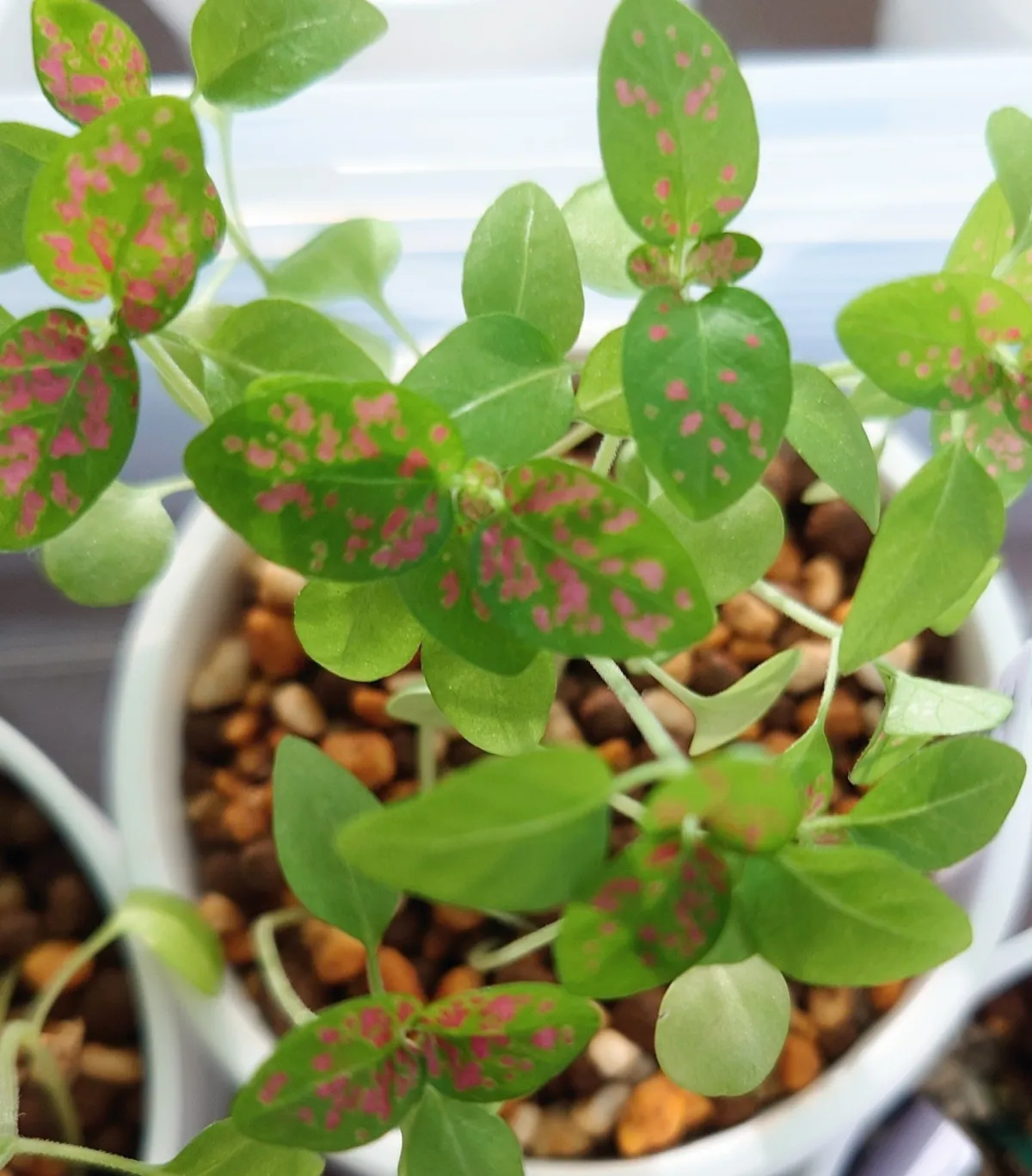 Hypoestes phyllostachya Red (ヒポエステス フィロスタキア レッド)