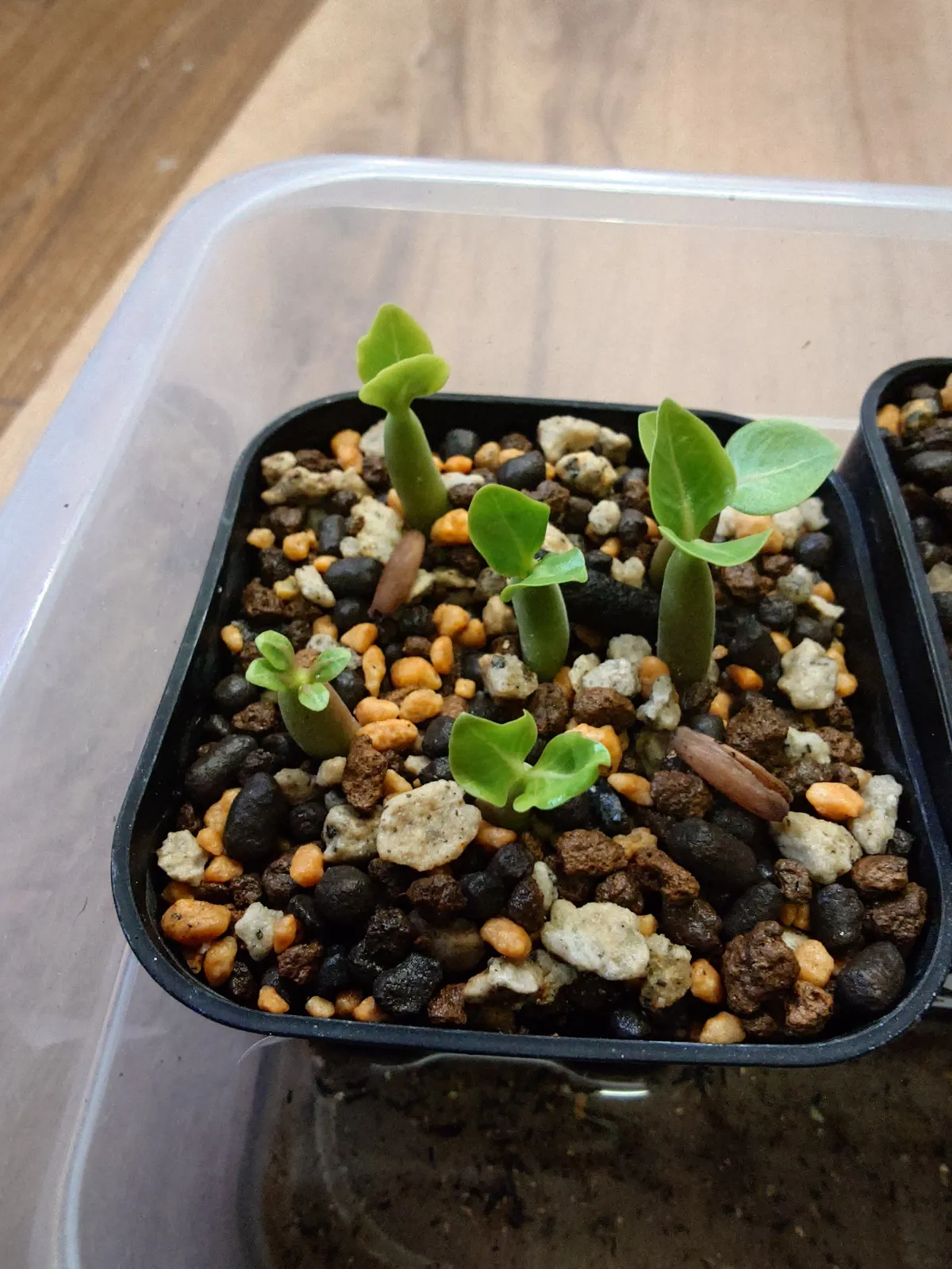 Adenium arabicum (アデニウム アラビカムゴッジ)