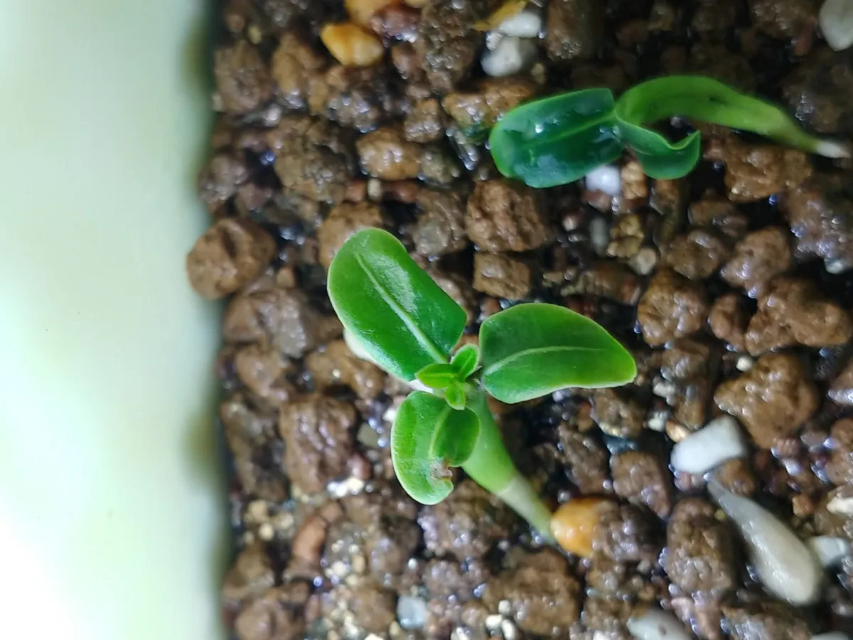 Pachypodium lamerei (パキポディウム ラメレイ 夢叶棒)