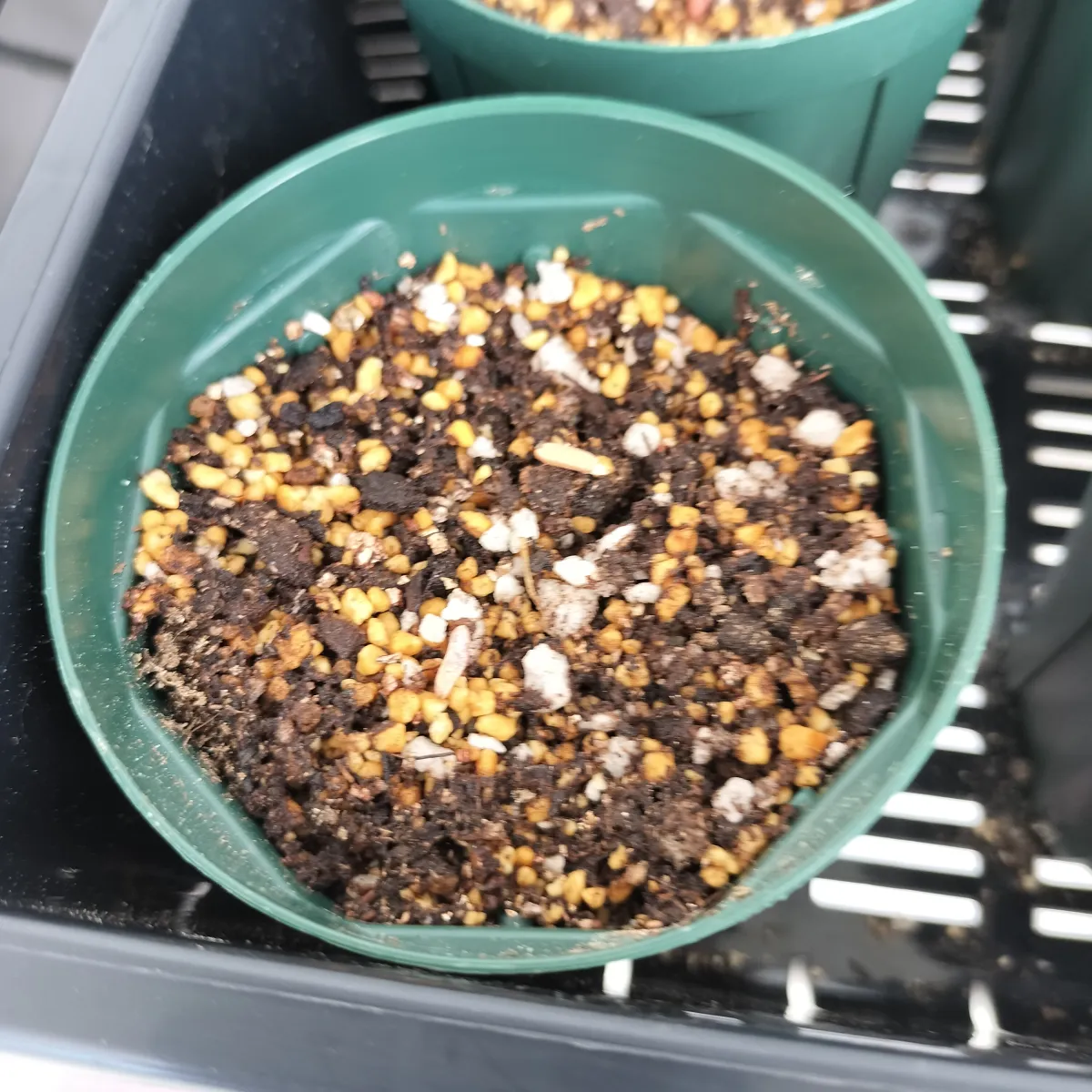 Pachypodium rosulatum var. gracilius (パキポディウム グラキリス)