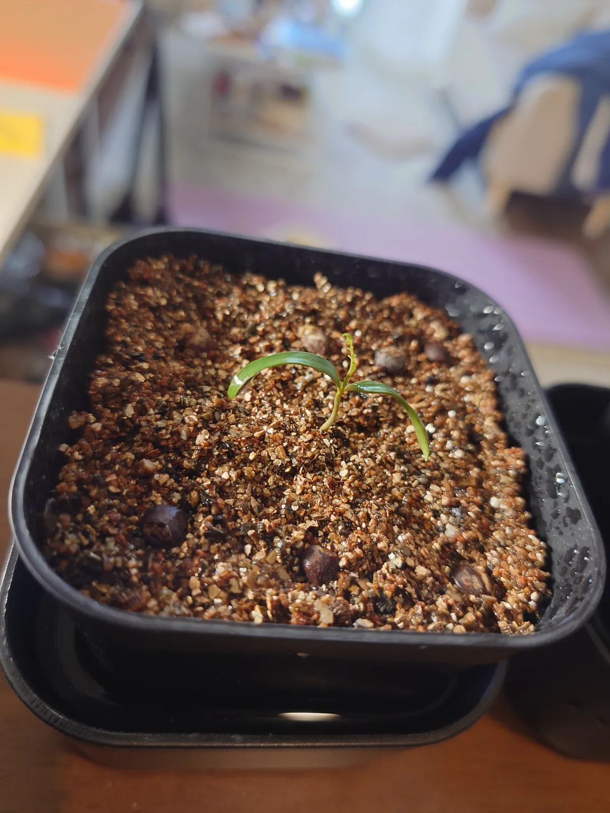 Operculicarya pachypus (オペルクリカリア パキプス)