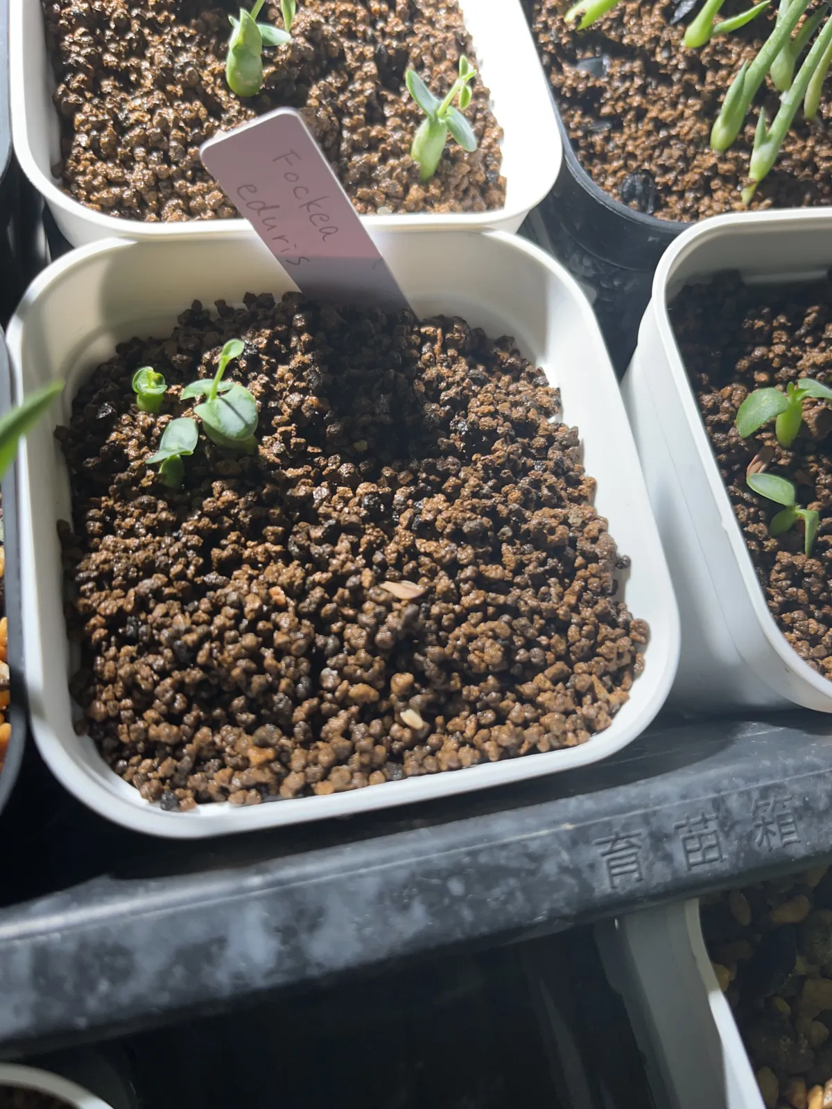 Fockea edulis (フォッケア 火星人)