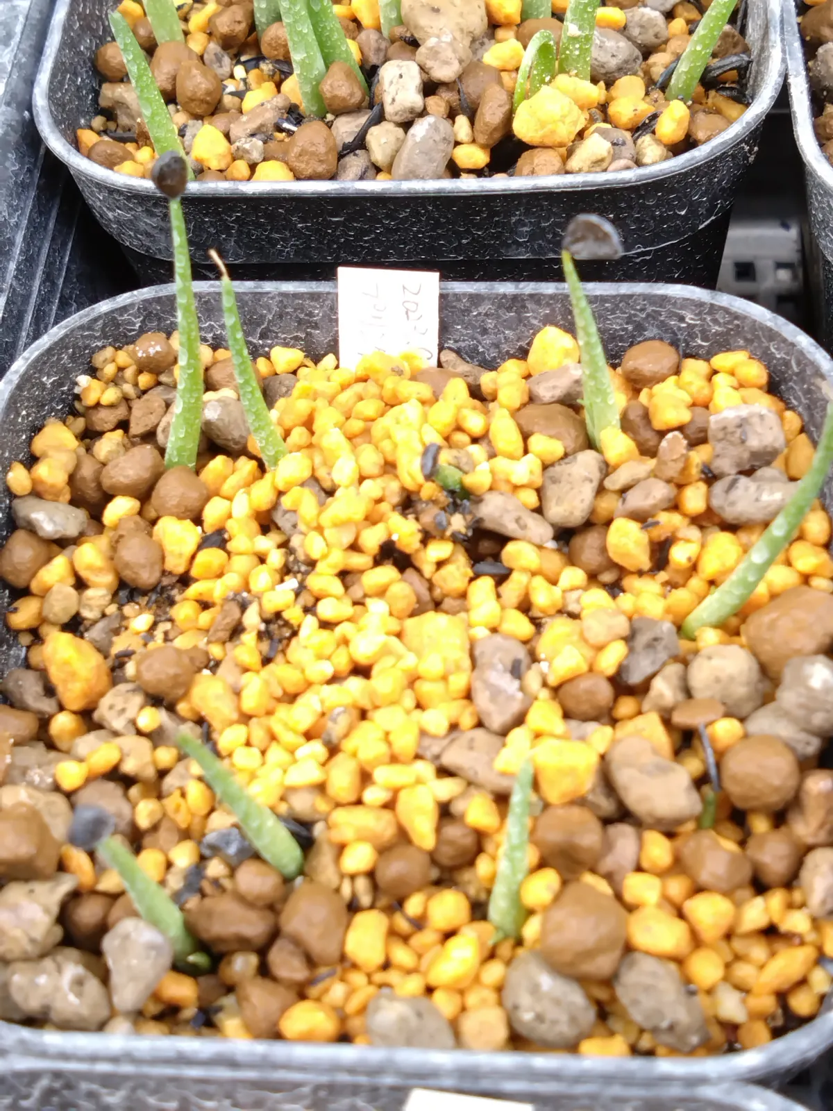 Agave deserti var. pringlei (アガベ プリングレイ)