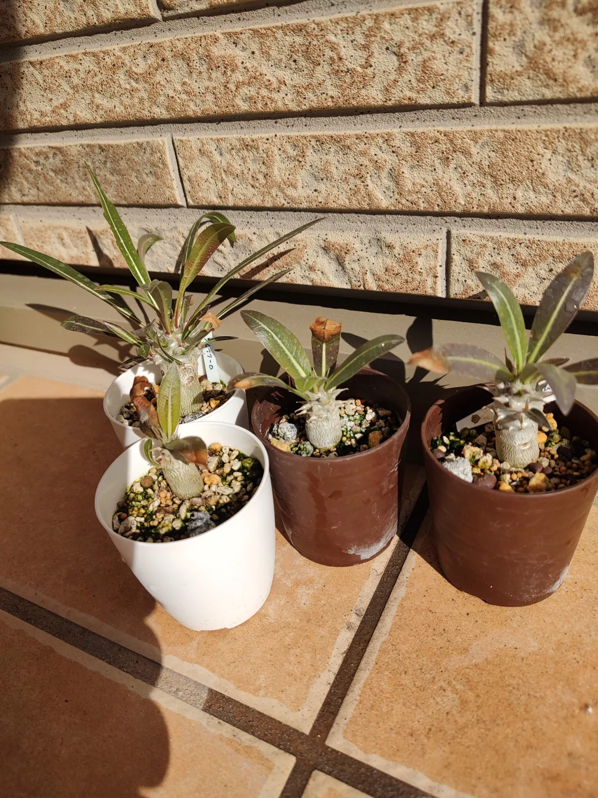 Pachypodium rosulatum (パキポディウム ロスラーツム)