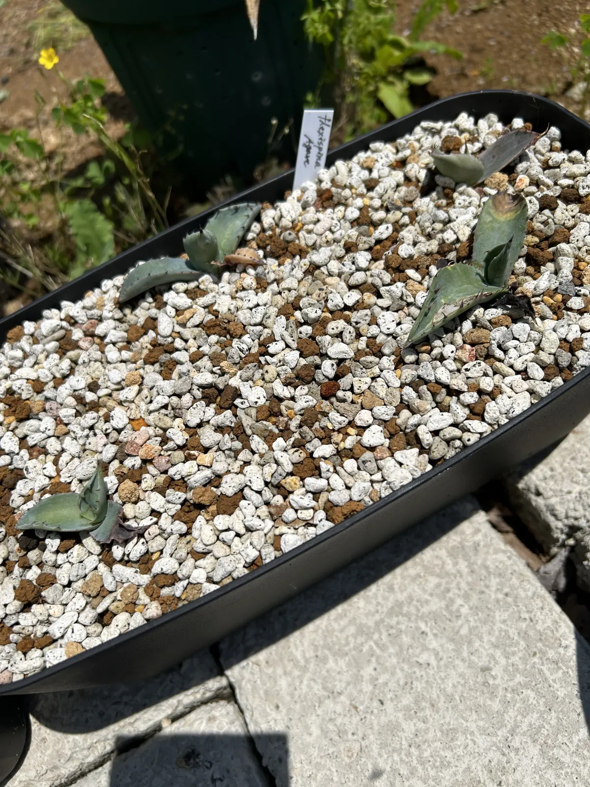 Agave flexispina (アガベ フレキシスピナ)