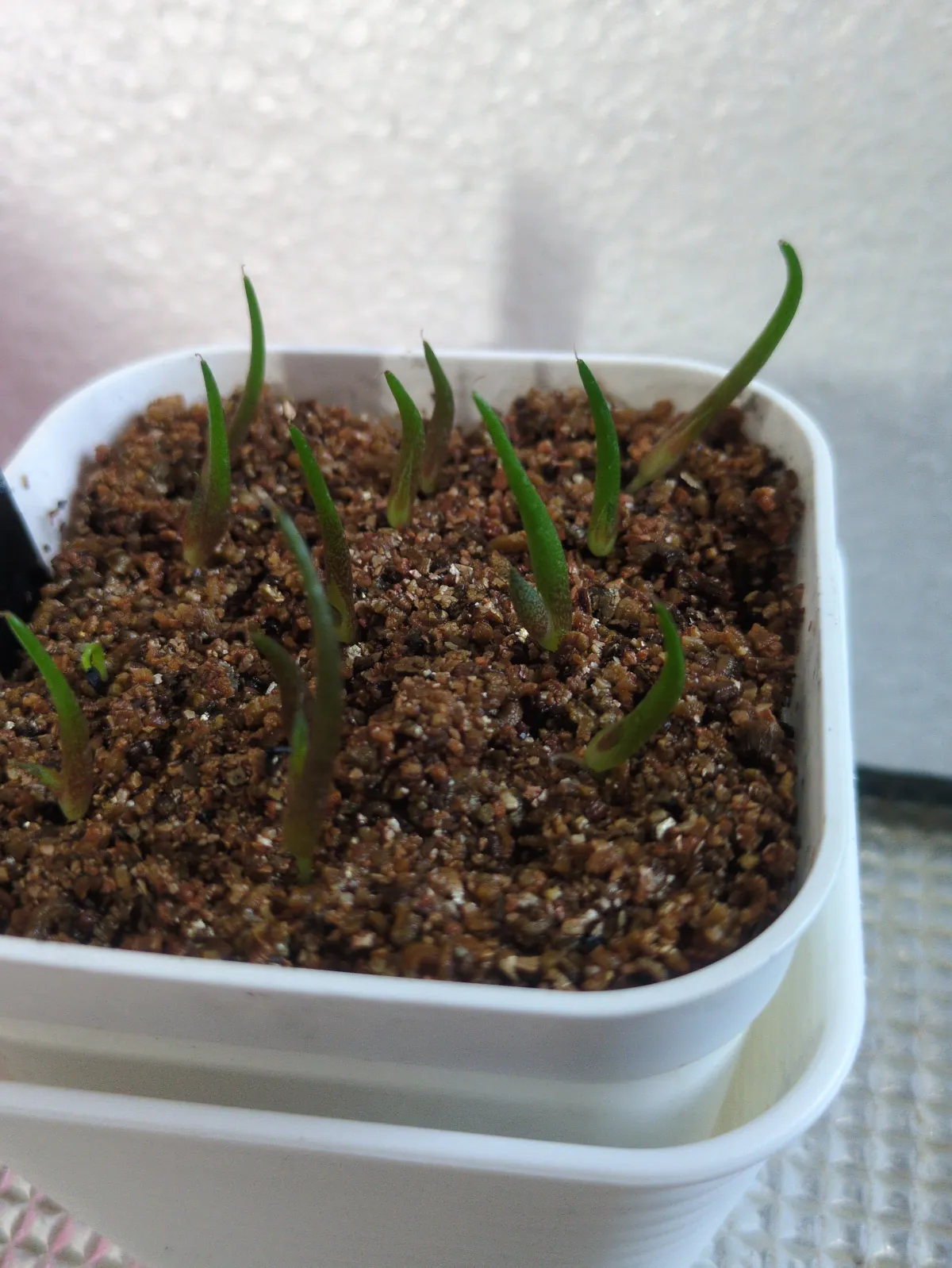 Agave megalodonta (アガベ メガロドンタ)