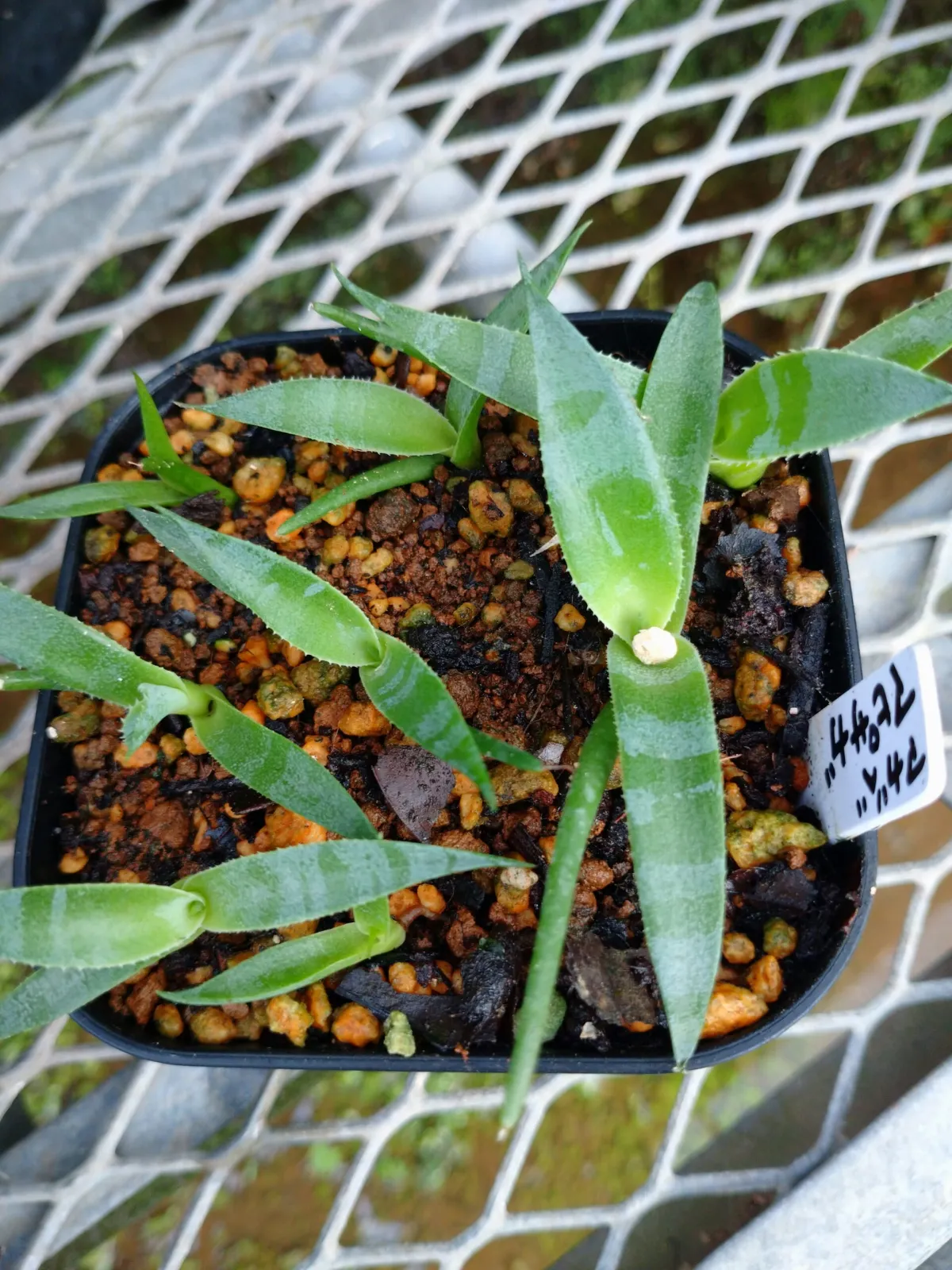 Agave mapisaga (アガベ マピサガ)