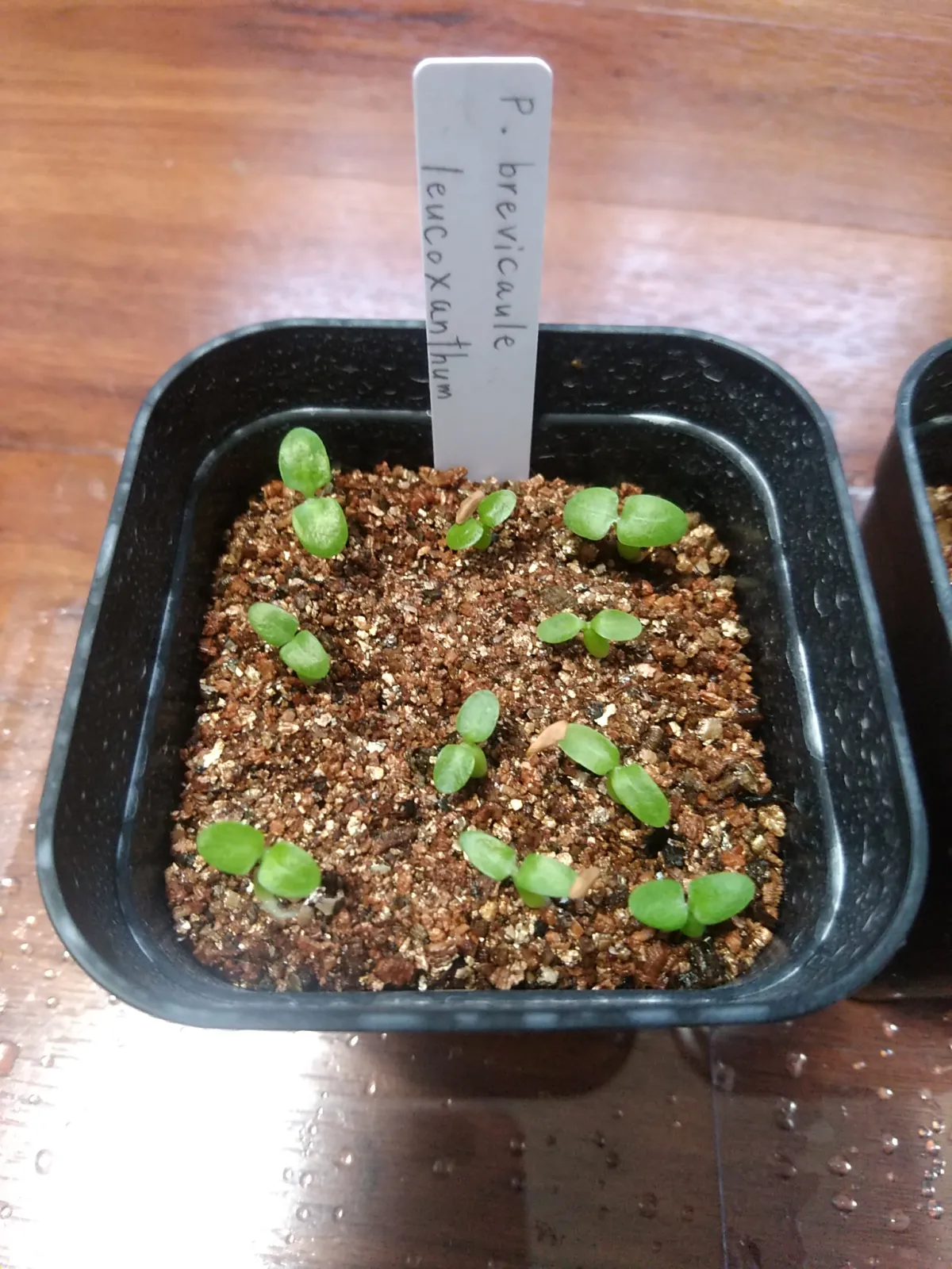 Pachypodium brevicaule subsp. leucoxanthum (パキポディウム レウコキサンツム)