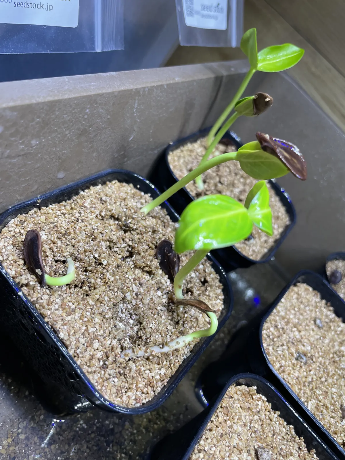 Pachypodium sofiense (パキポディウム ソフィエンセ)