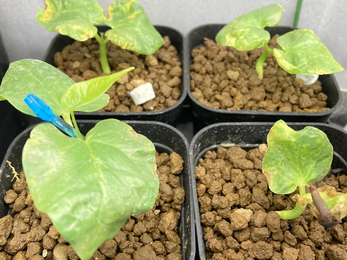 Pseudobombax ellipticum (セウドボンバックス エリプティカム ラブラム)