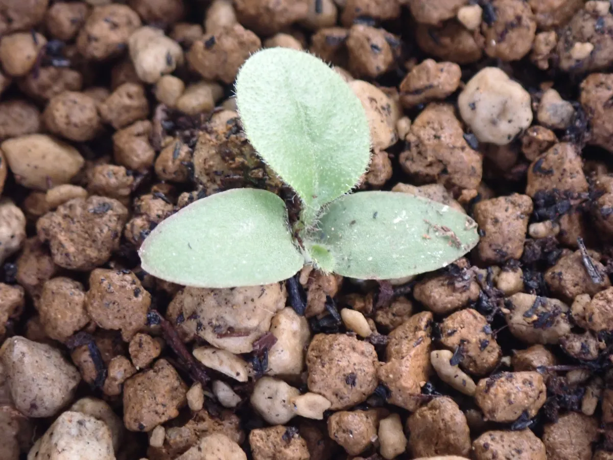 Gerbera jamesonii (ガーベラ ヤメソニー)