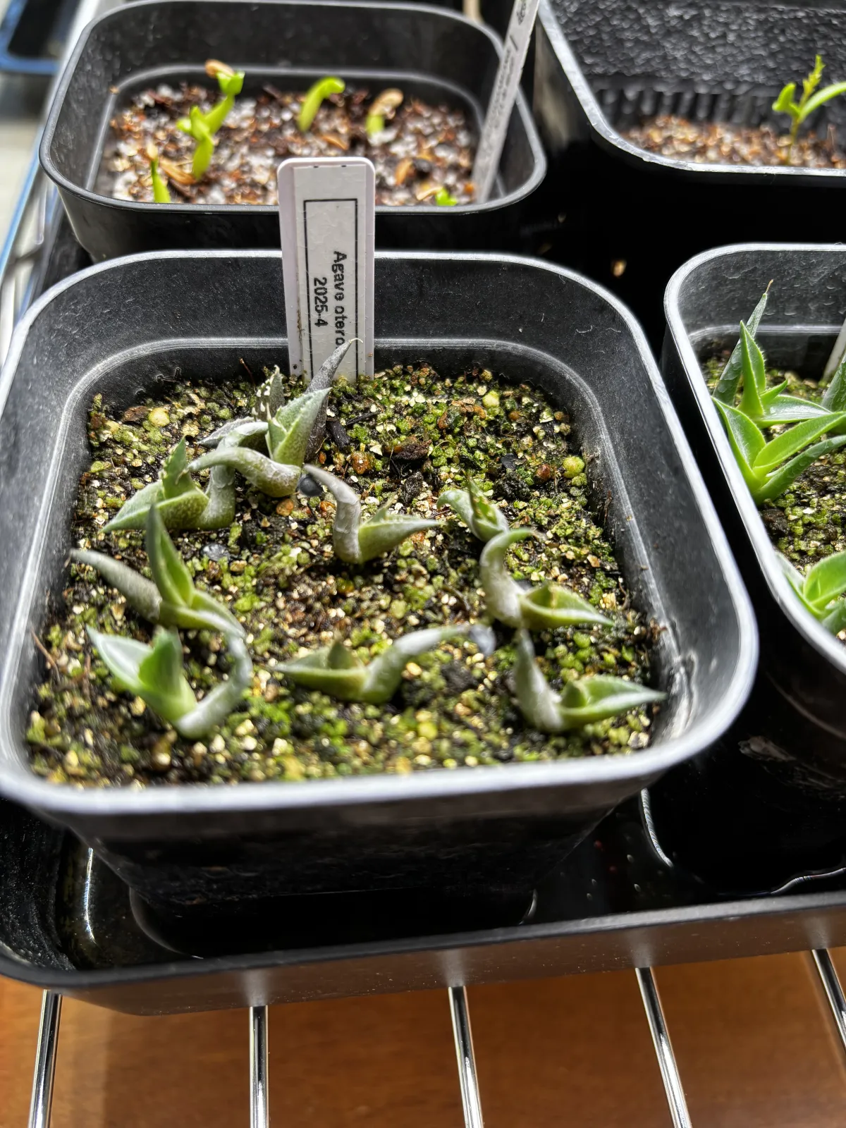 Agave oteroi (アガベ オテロイ)