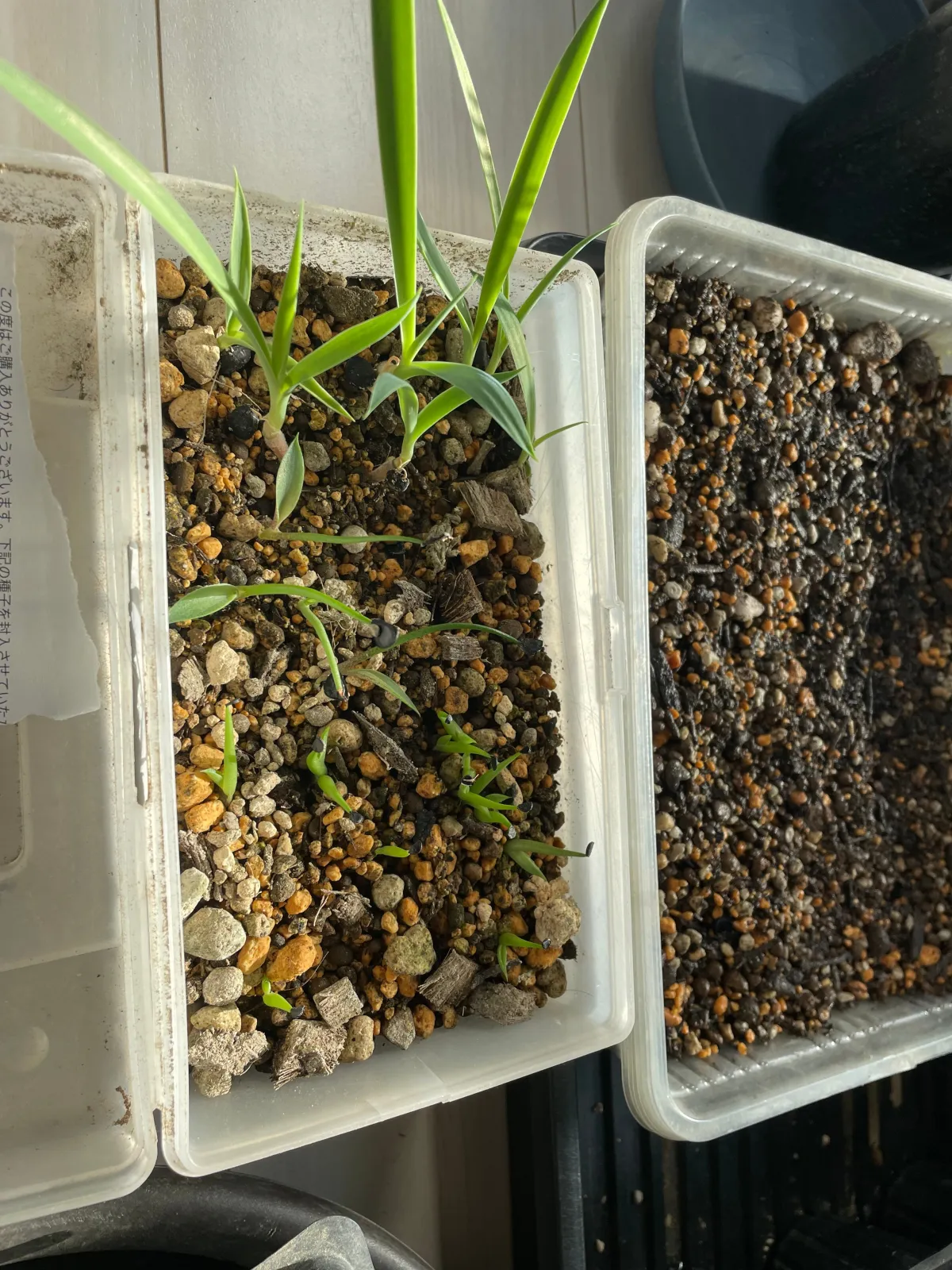 Agave nickelsiae (アガベ ニッケルシー)