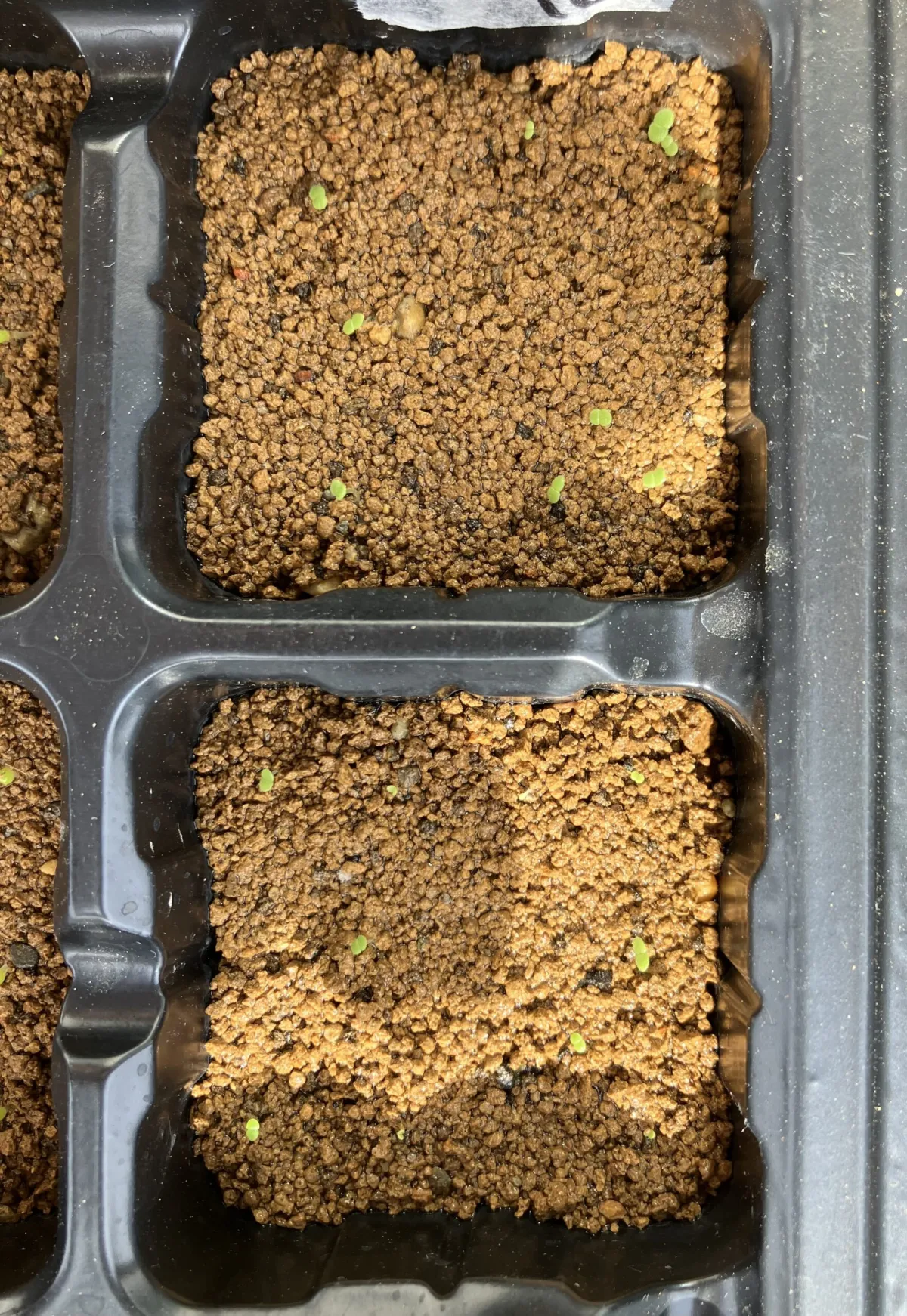 Aeonium aurea (グリーノビア オーレア)