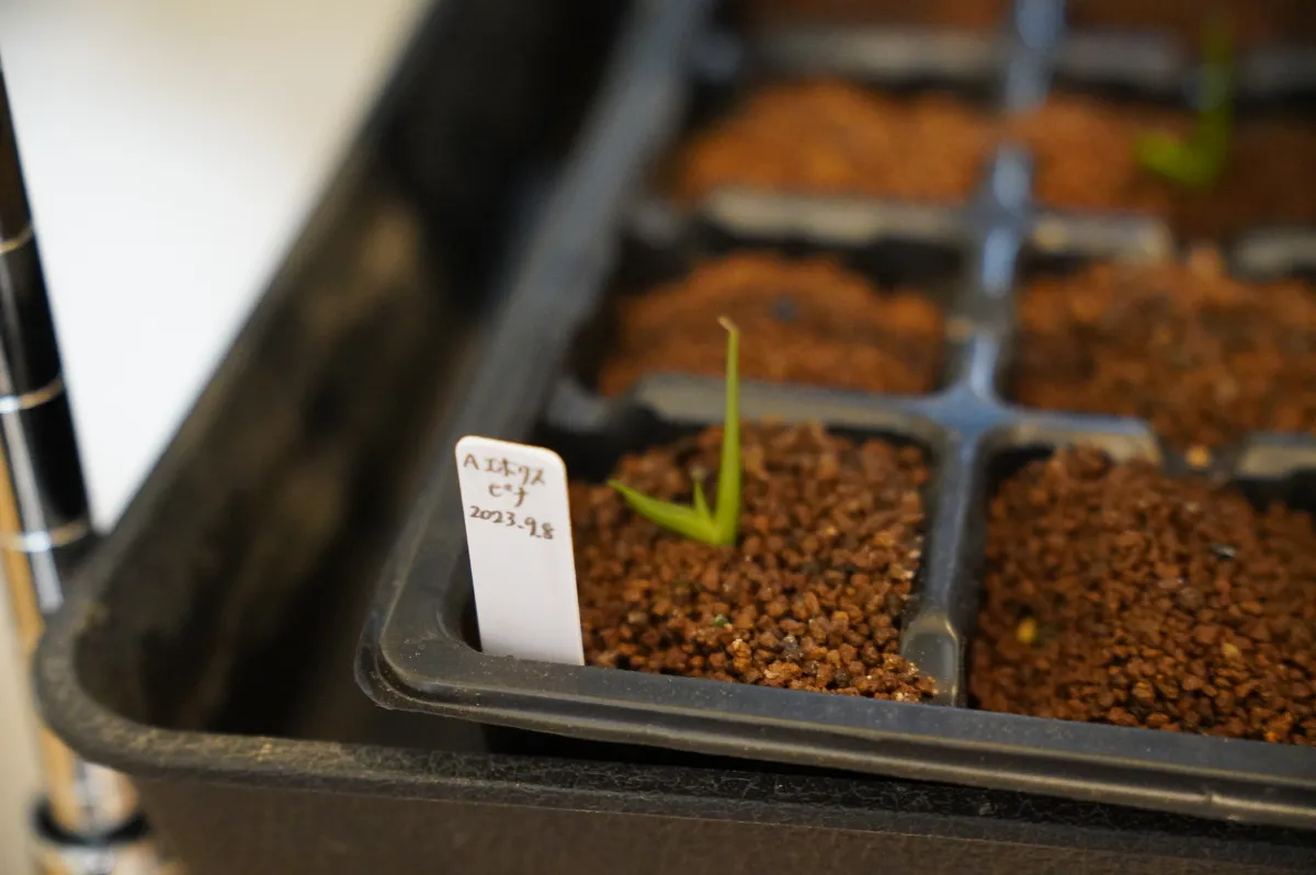 Agave utahensis var. eborispina (アガベ エボリスピナ)