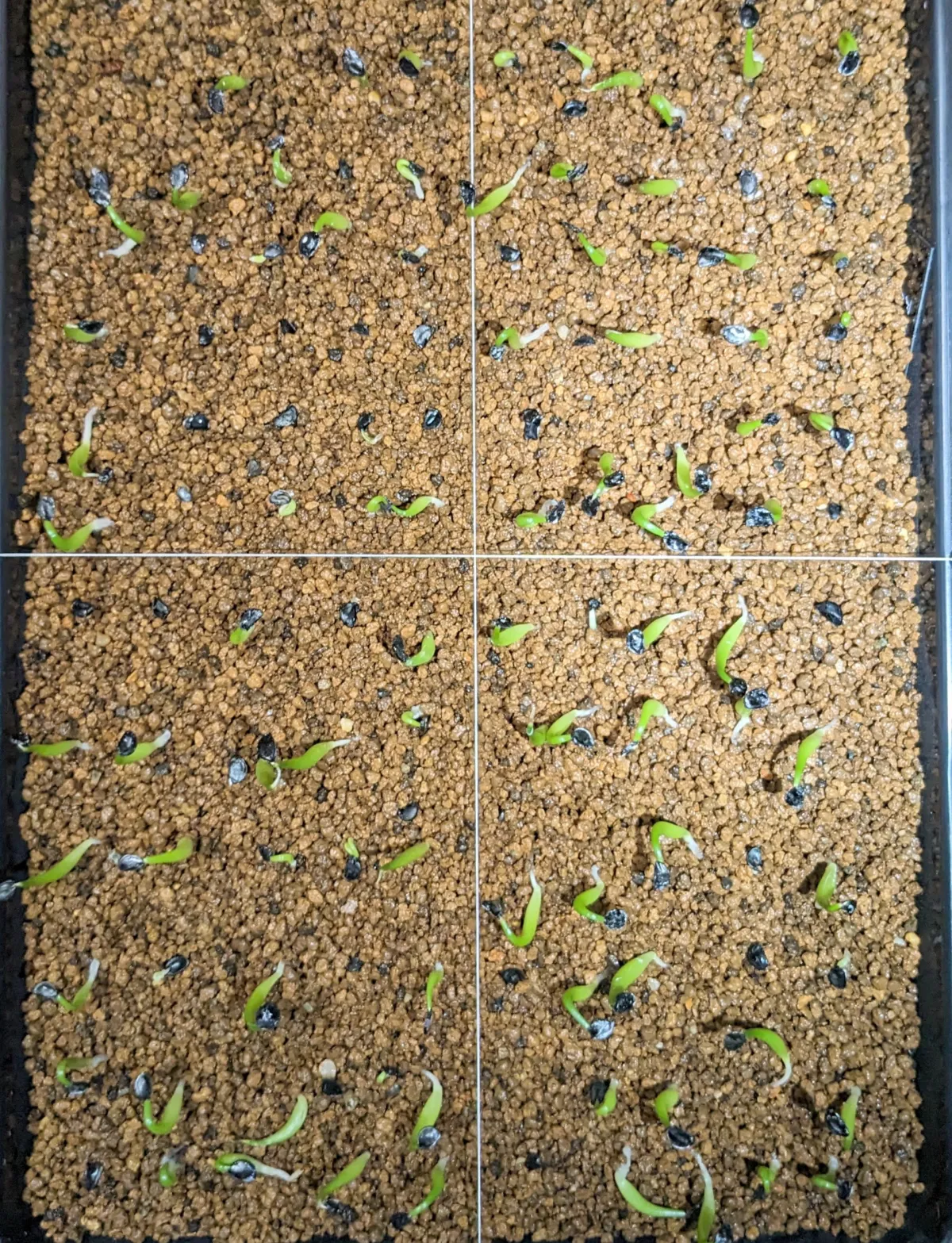 Agave titanota 'Blue' (アガベ チタノタブルー)