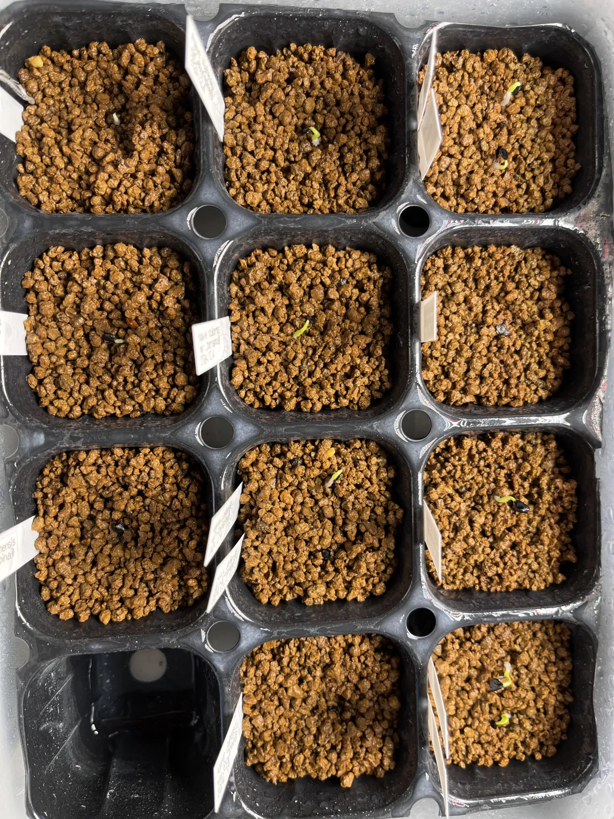 Agave utahensis var. eborispina (アガベ エボリスピナ)