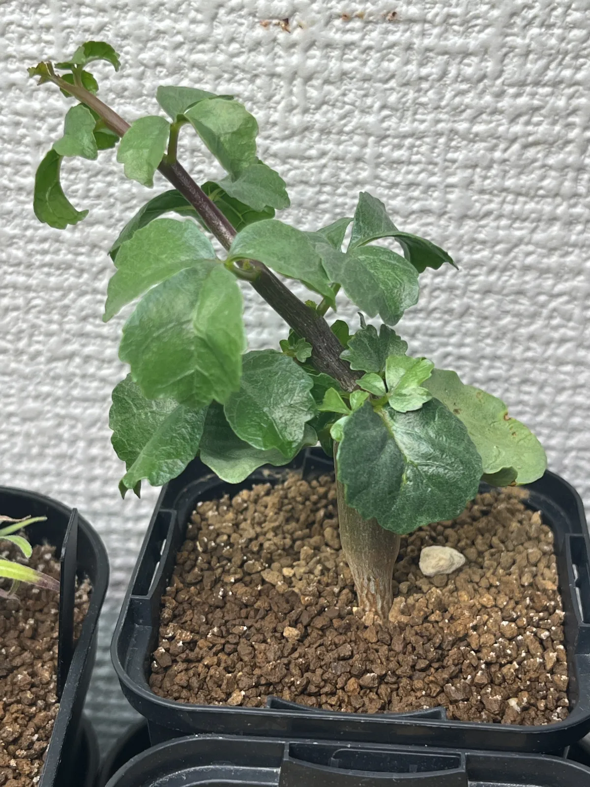 Commiphora capensis (コミフォラ カペンシス)