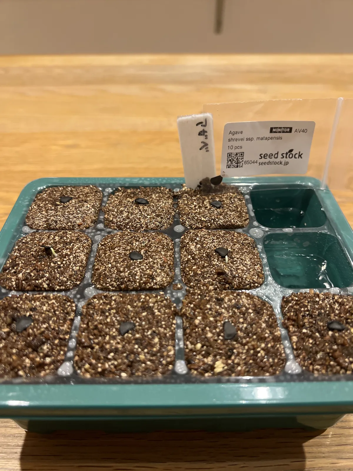 Agave shrevei ssp. matapensis (アガベ シュリベイマタペンシス)