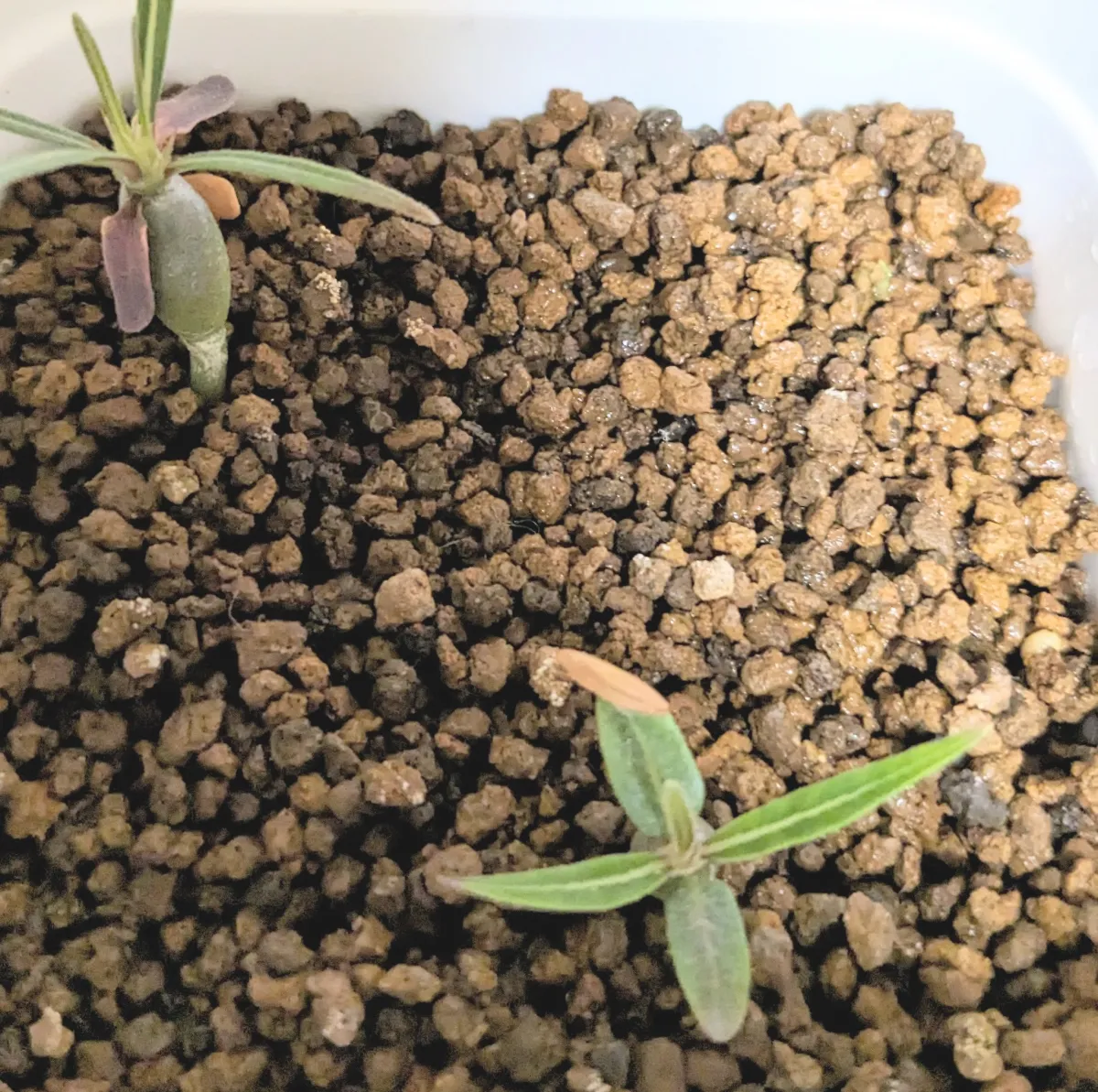 Pachypodium rosulatum ssp. cactipes (パキポディウム カクチペス)