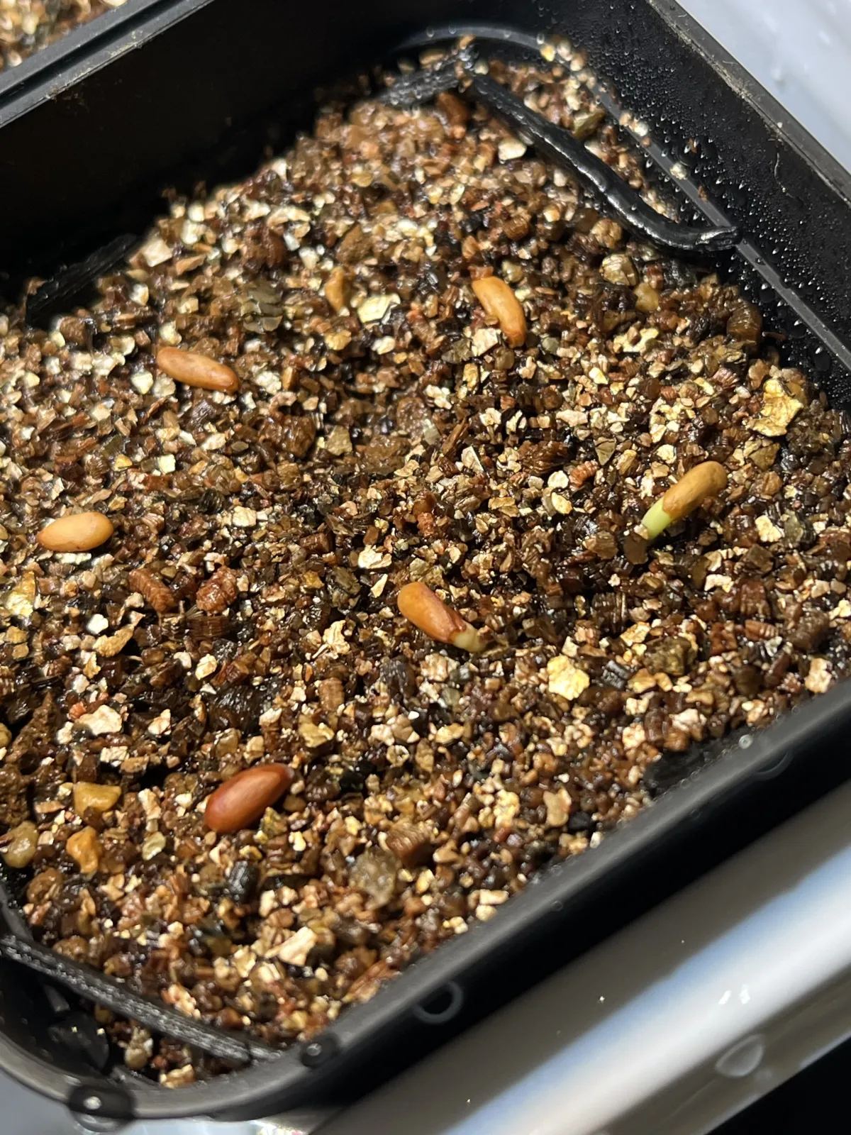 Pachypodium rosulatum var. inopinatum (パキポディウム イノピナツム)