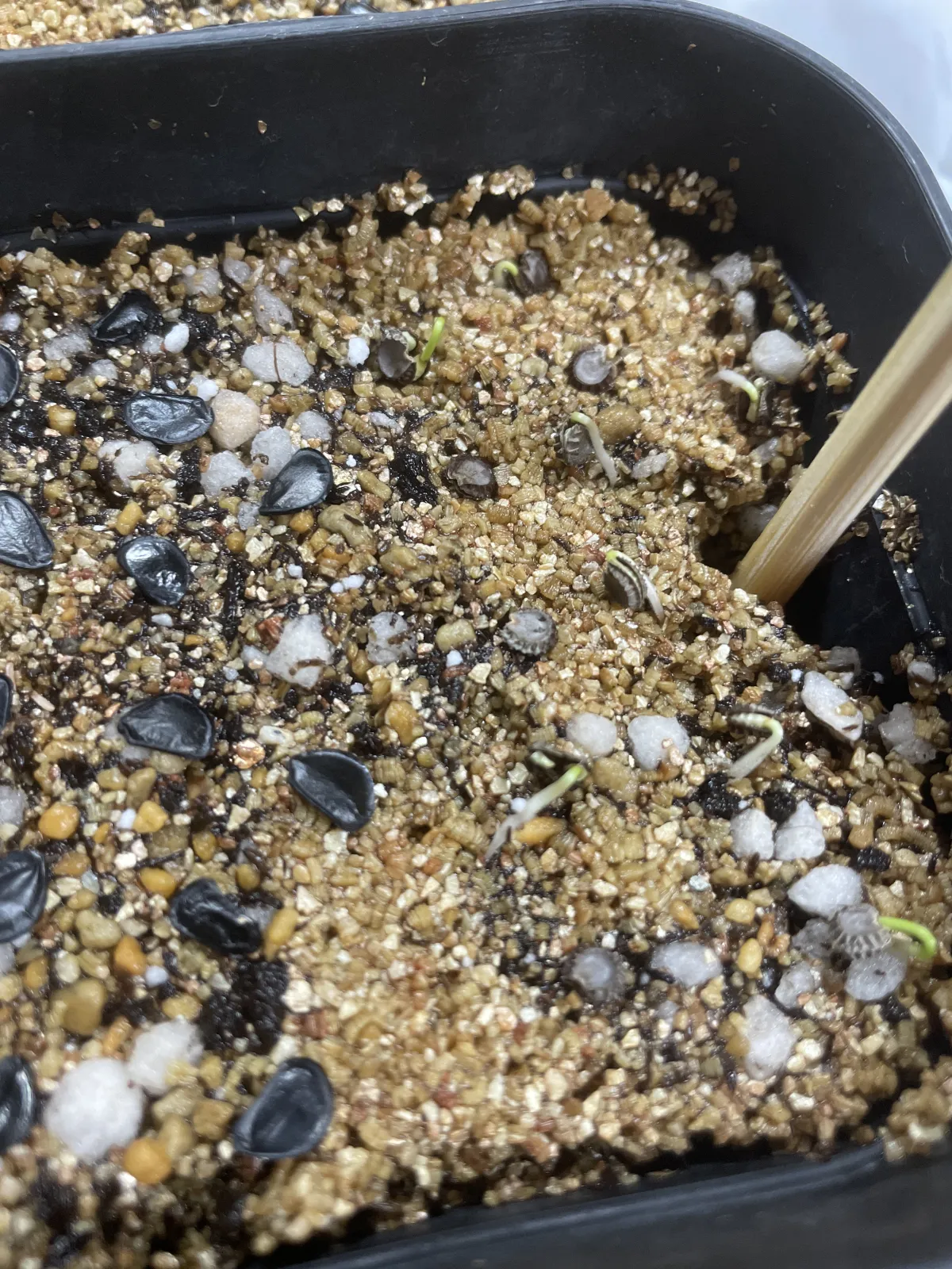 Stephania tetrandra (ステファニア テトランドラ)