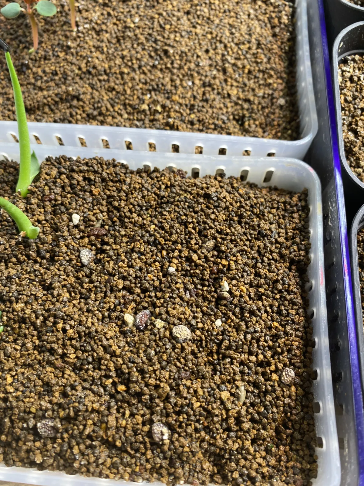 [発芽チャレンジ] アデニア オラボエンシス Adenia olaboensis 発芽難