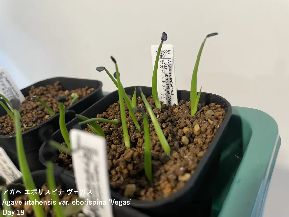 Agave utahensis var. eborispina 'Vegas' (アガベ エボリスピナ ヴェガス)