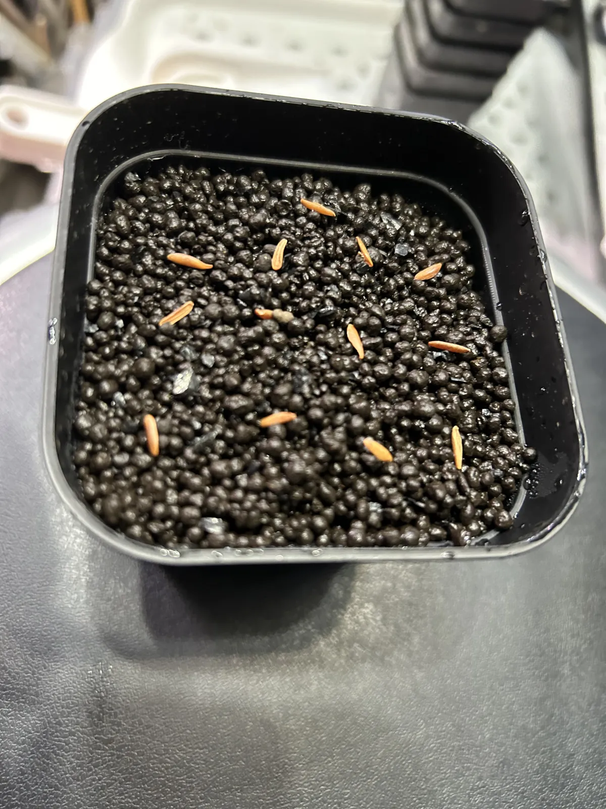 [無料種子] 発芽難 パキポディウム グラキリス　 Pachypodium rosulatum var. gracilius