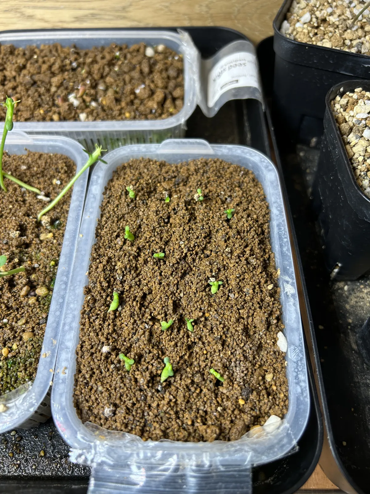 Euphorbia stellata (ユーフォルビア ステラータ 飛竜)