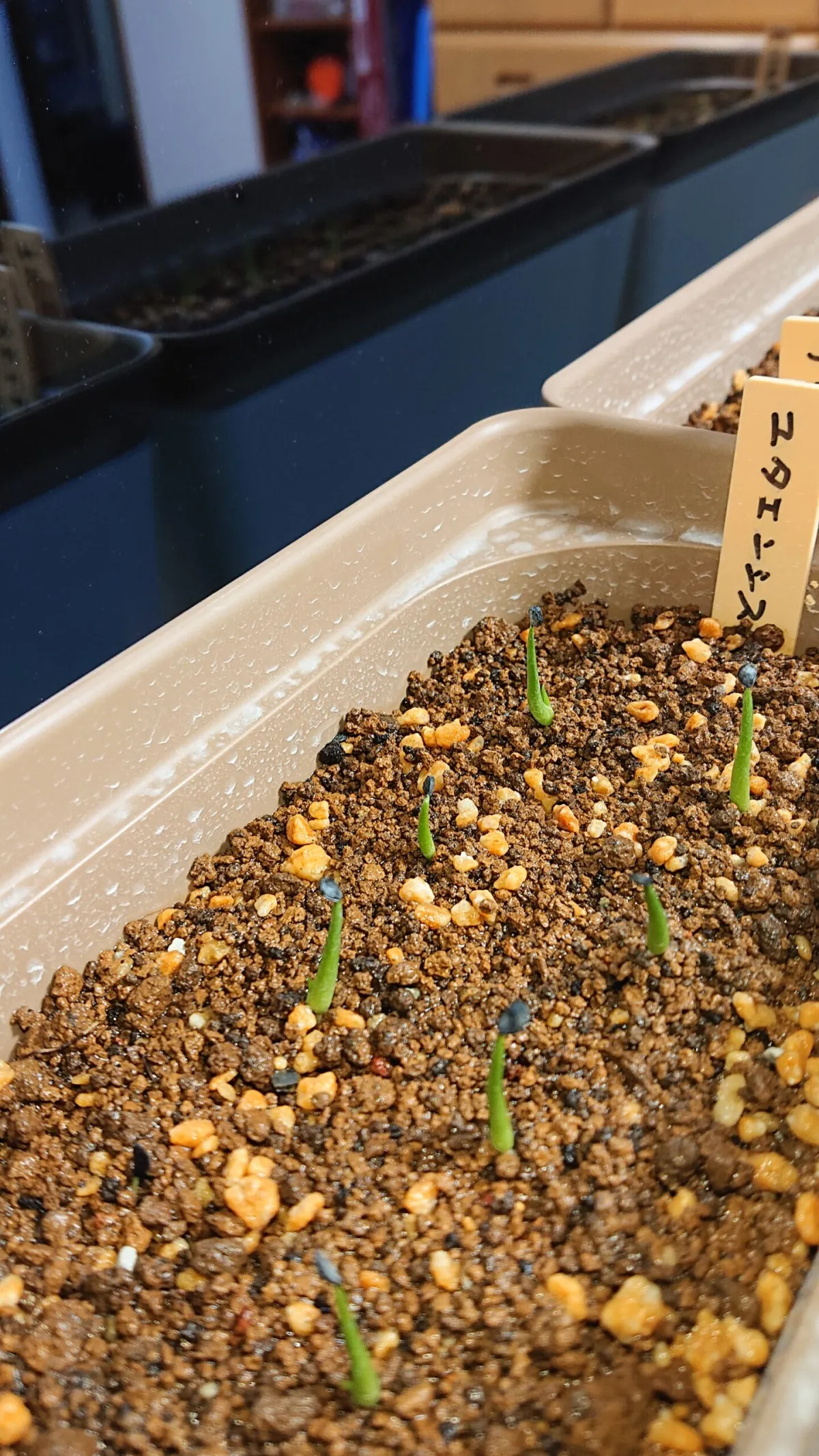 Agave utahensis ssp. utahensis (アガベ ユタエンシス)