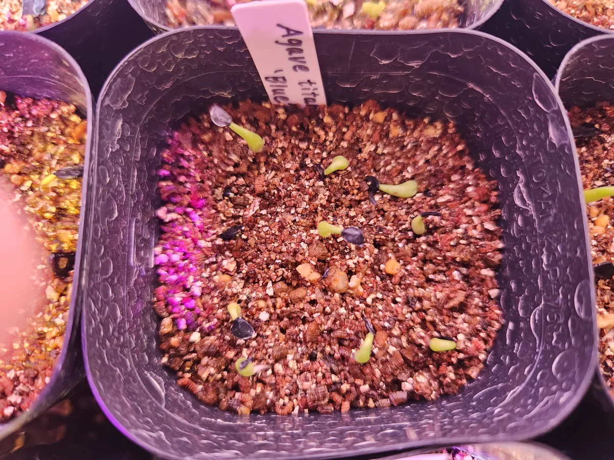 Agave titanota 'Blue' (アガベ チタノタブルー)