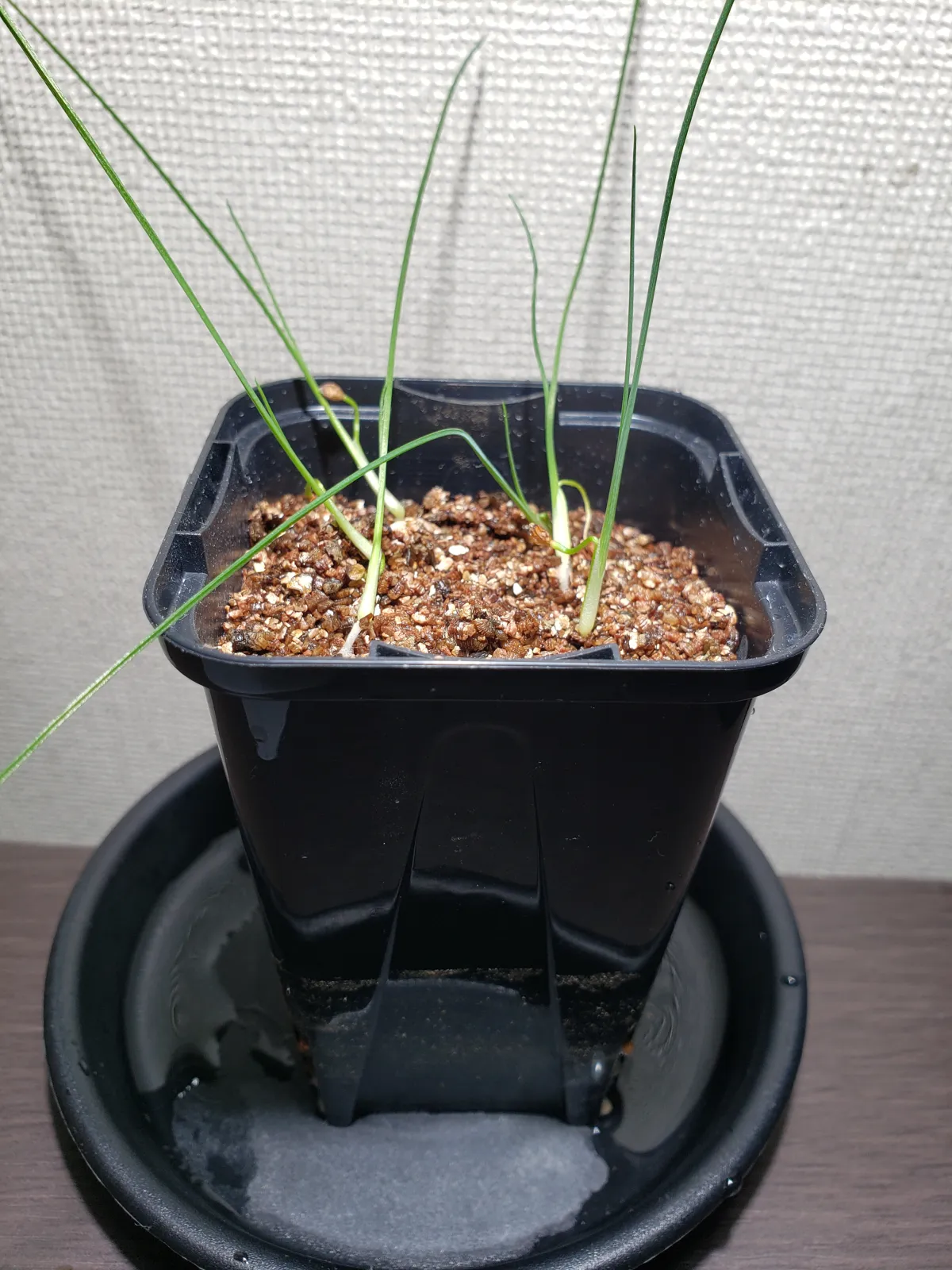 Dasylirion wheeleri (ダシリリオン ウィーレリ)