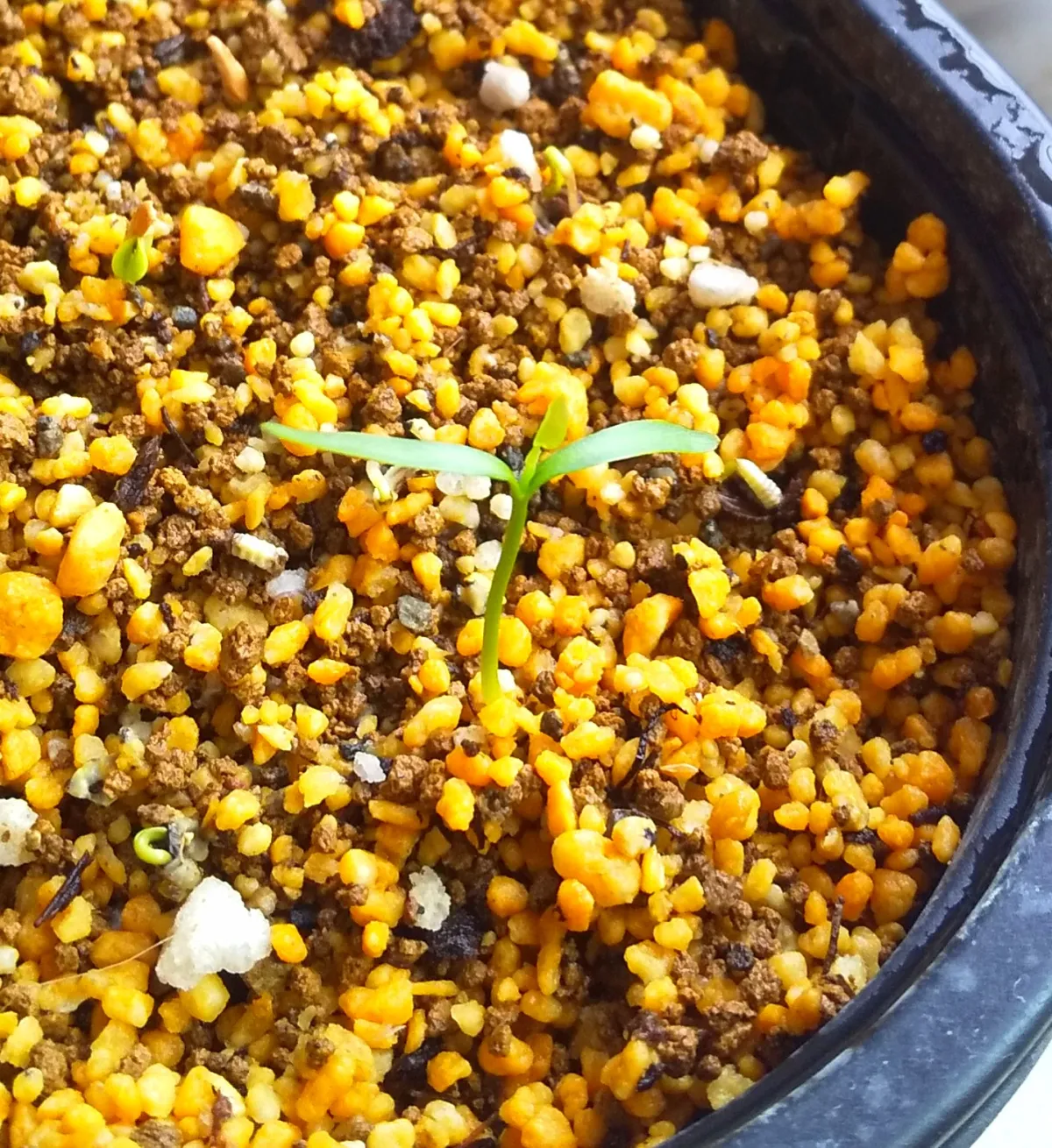 Stephania tetrandra (ステファニア テトランドラ)