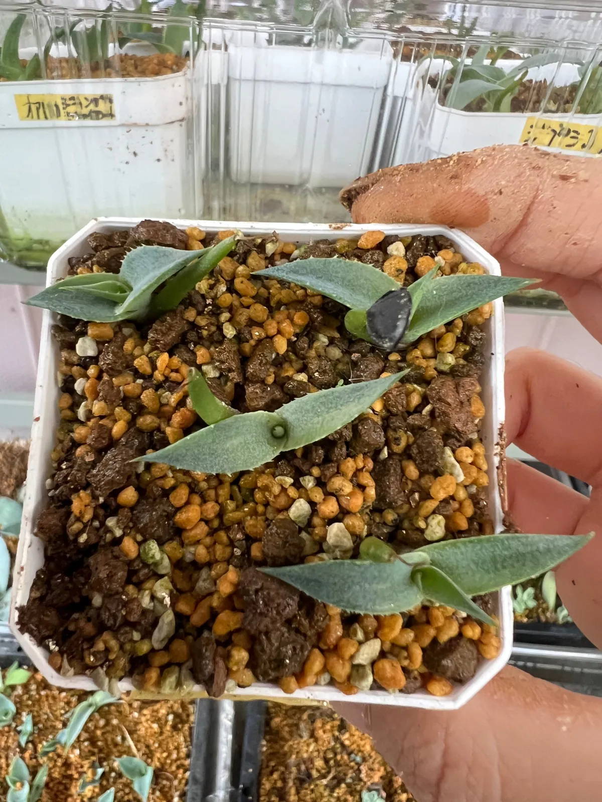 Agave salmiana subsp. salmiana (アガベ サルミアナ)