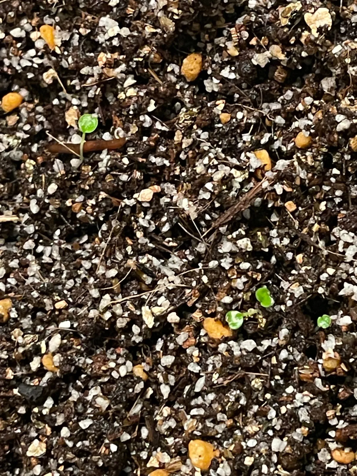 Philodendron el_macano El Macano (フィロデンドロン エル・マカノ)