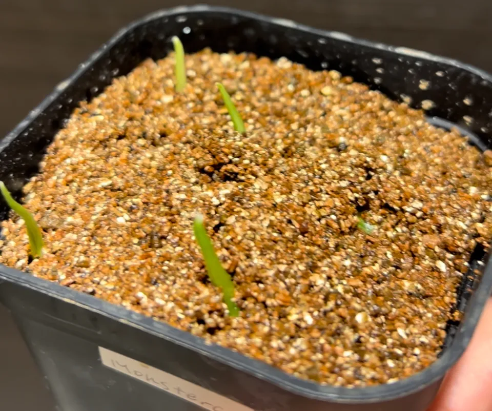 Monstera deliciosa Tauerii (モンステラ タウエリー)