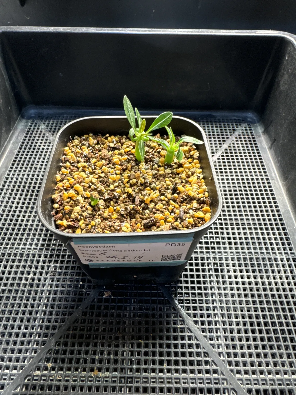 Pachypodium brevicaule (パキポディウム ブレビカウレ（長茎） ())