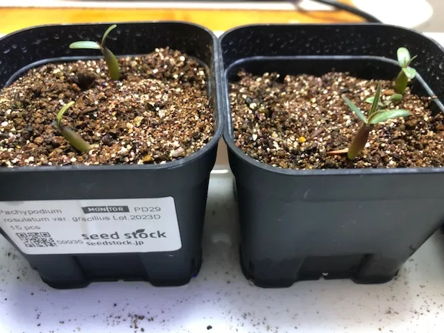 Pachypodium rosulatum var. gracilius (パキポディウム グラキリス)