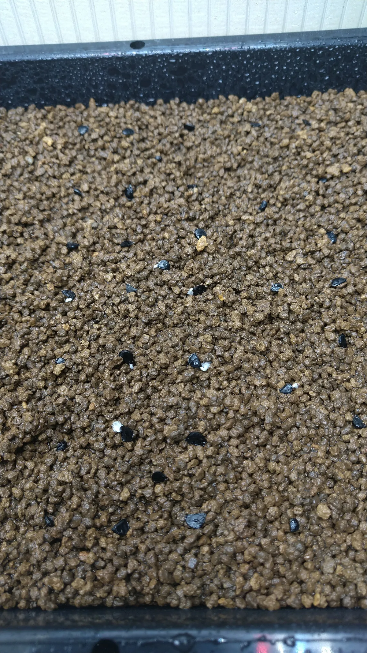 Agave utahensis var. eborispina (アガベ エボリスピナ)