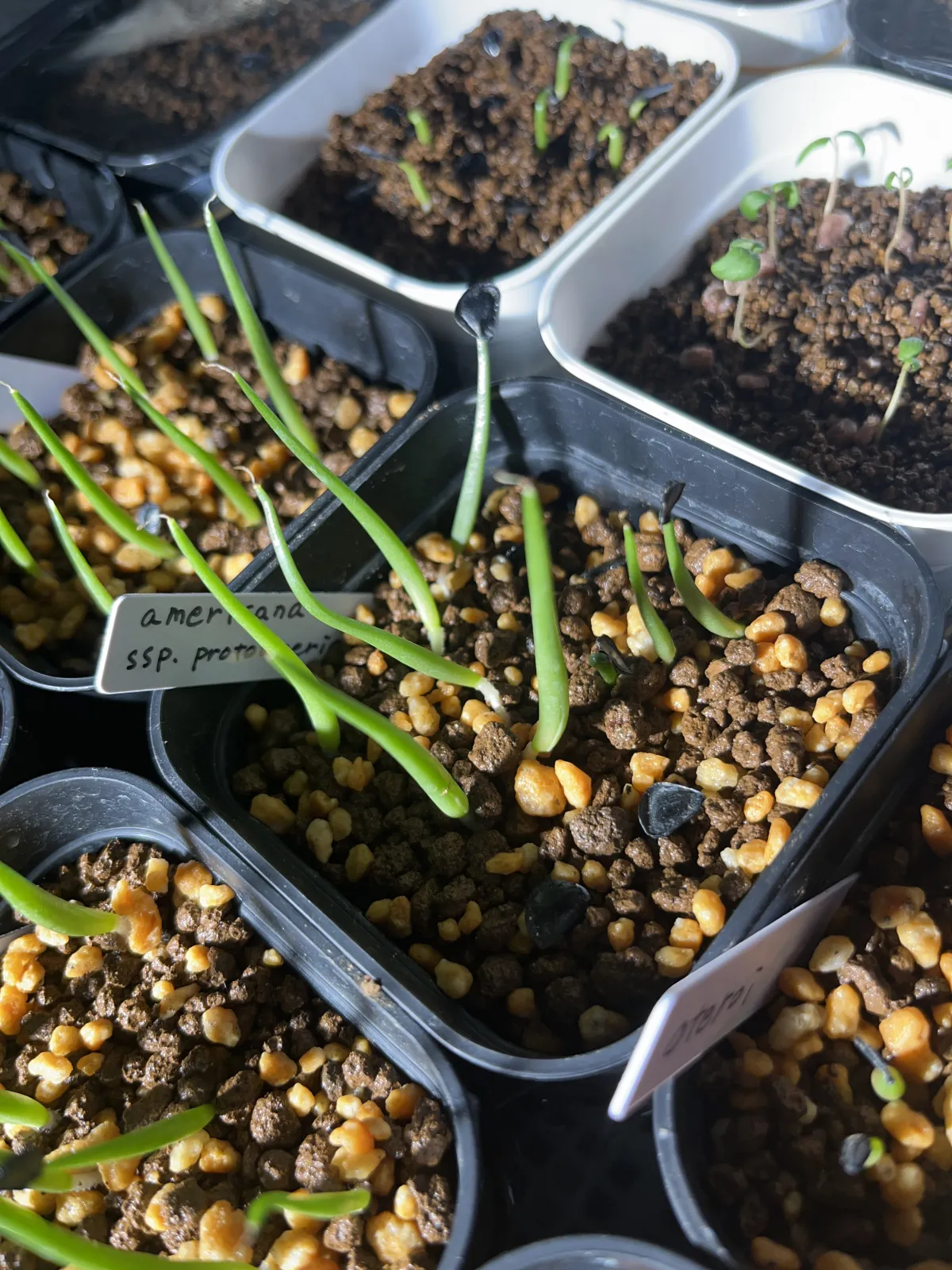 Agave americana ssp. protoamericana (アガベ プロトアメリカーナ)