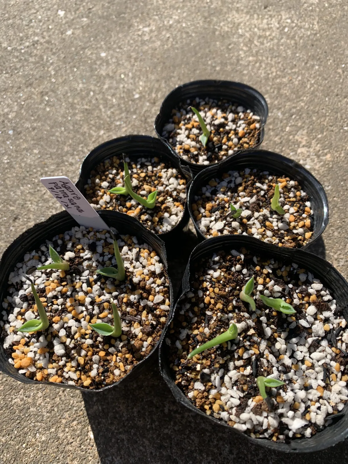 Agave parrasana (アガベ パラサナ)