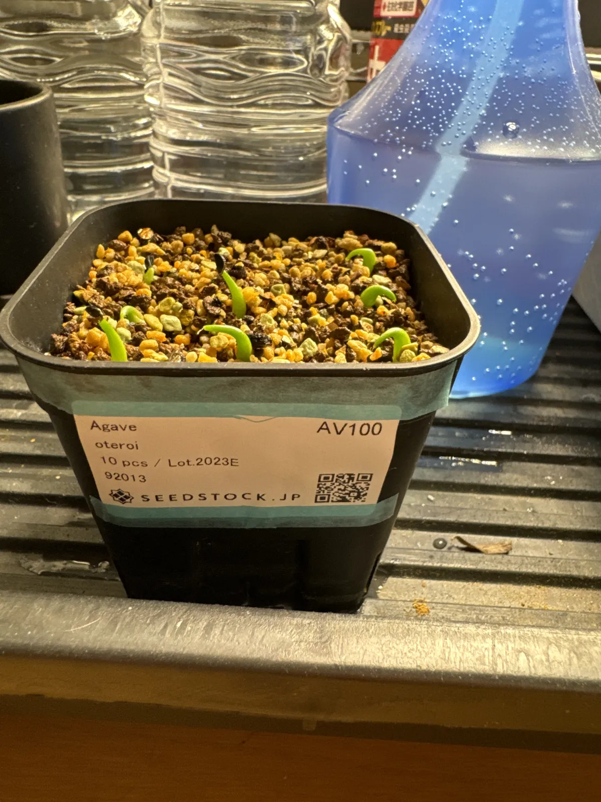 Agave oteroi (アガベ オテロイ)